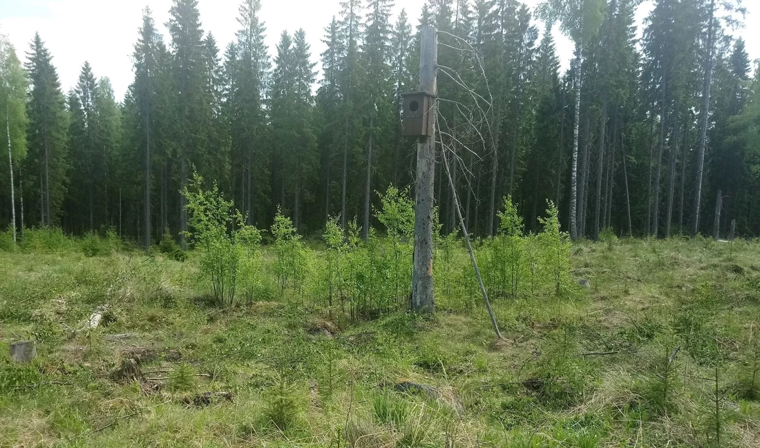 Taimikon harvennus, riistapuu ja alikasvos jätetty paikalleen Pirkanmaalla