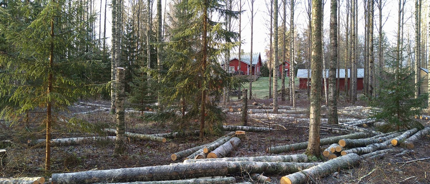 Mökkitontin koivikon harvennus ja kaadetut puut Pirkanmaalla
